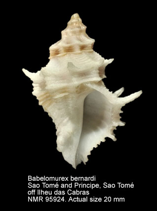 Babelomurex bernardi (2).jpg - Babelomurex bernardi(K.Nicolay,1984)